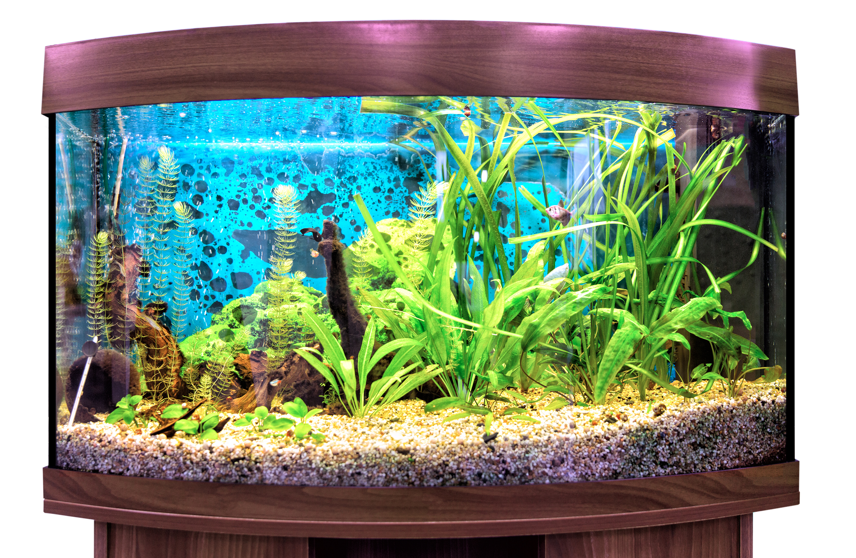 aquarium semi circulaire